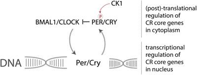 Molecular Crosstalk Between Circadian Rhythmicity and the Development of Neurodegenerative Disorders